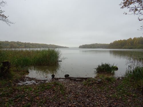 "Le Lac du Der" - Vendredi 10 novembre 2017