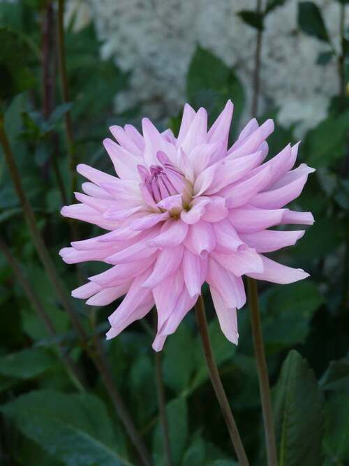 Dahlia rose