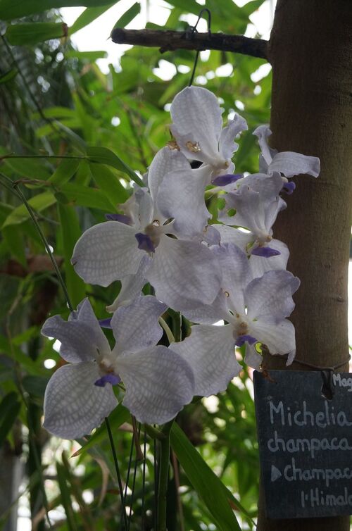 Orchidées