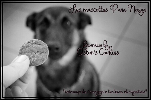 Pattoune City - Friandise Aston's Cookies