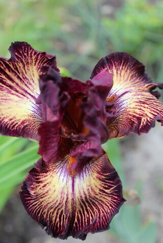 Iris plicata 'Double vision', noir cerise