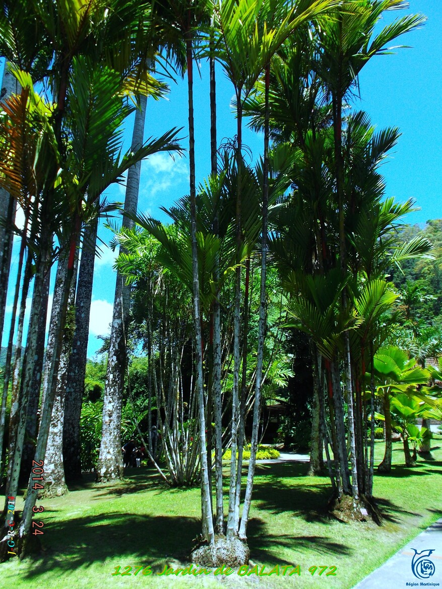 VACANCES  MARTINIQUE  Jardin de BALATA 3/7   Mars Avril 2014    28/10/2014