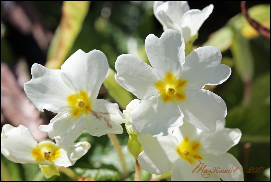 Les premières fleurs 