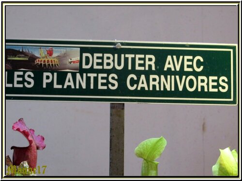 Plantes carnivores et tillandias