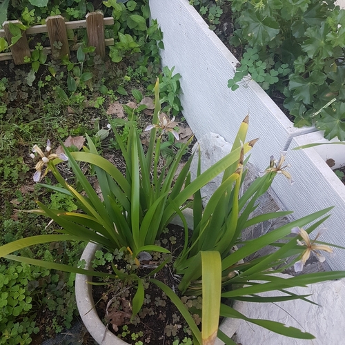 le nom de cette plante?