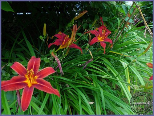 les nouvelles du jardin 