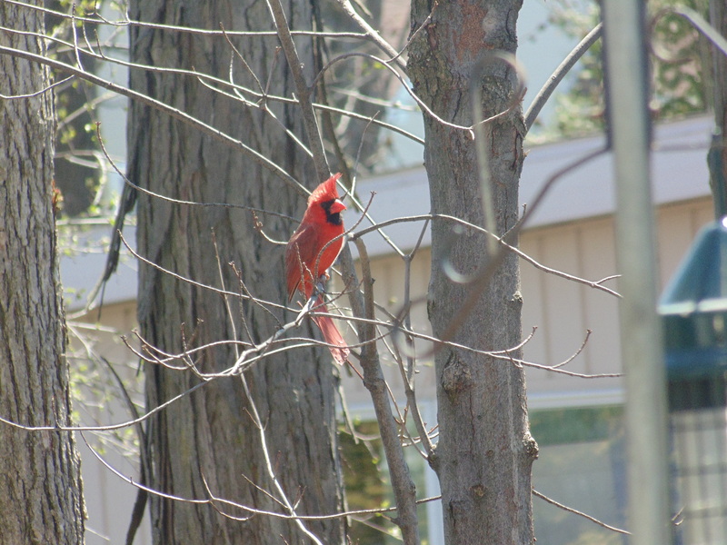 Les cardinaux rouges chantent pour vous