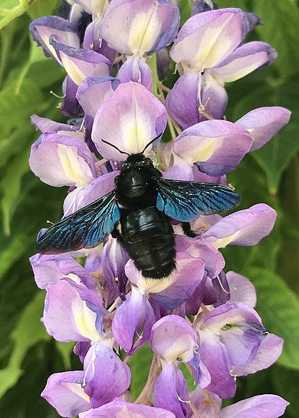 Abeille charpentière (Xylocope) ''Bourdon noir'' sur glycine