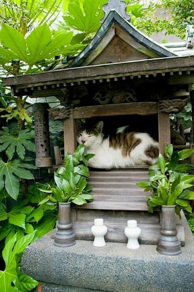 Le chat est zen ... 