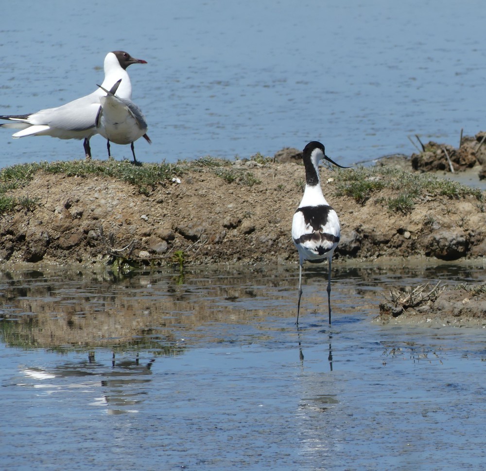 Les avocettes élégantes au Parc du Teich...