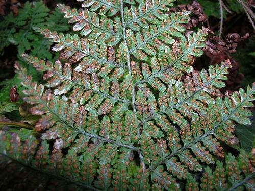 Dryopteris ou Fougère mâle