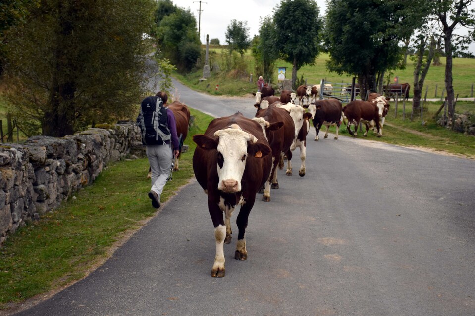 J17 - Chabaunes - Troupeau de vaches