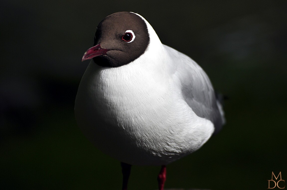 Mouette rieuse