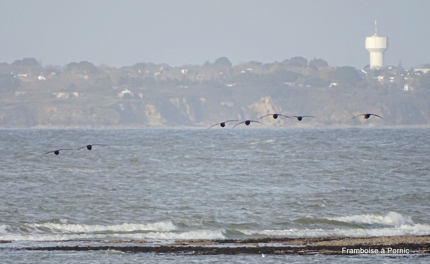 Oiseaux de La Prée - La Plaine sur Mer 44 -