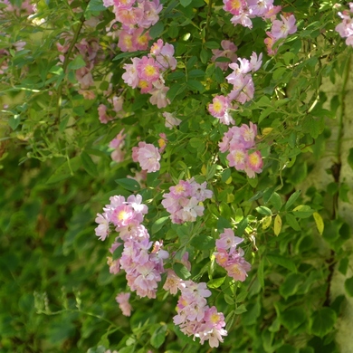 Des Journées de la Rose aux journées de mes roses : Euphrosyne...