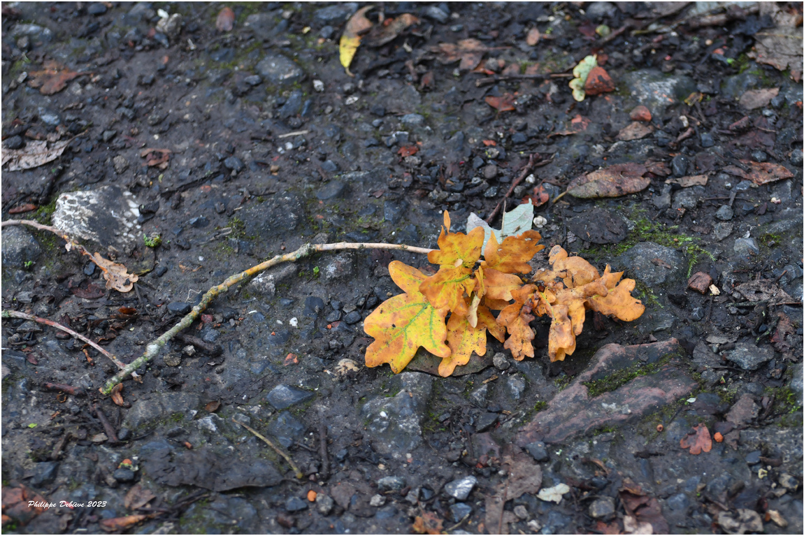 Le marais au fil des saisons (19)