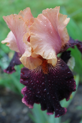 iris remontant bicolore, chamois, rose et prune : " Sopra il vulcano "
