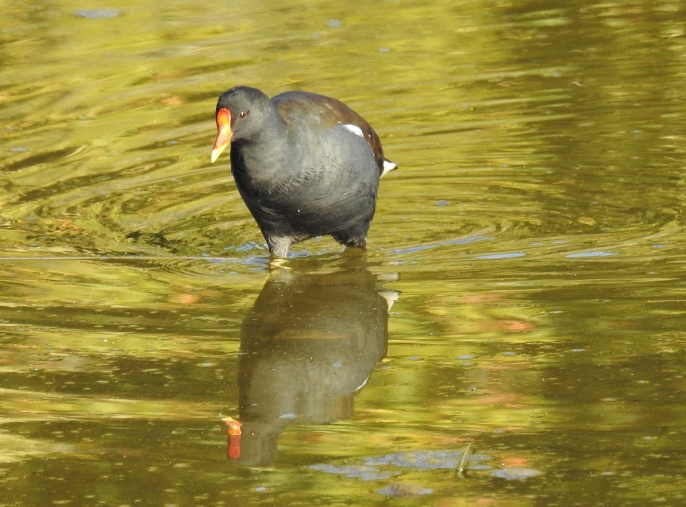 Foulques macroule et poules d'eau...