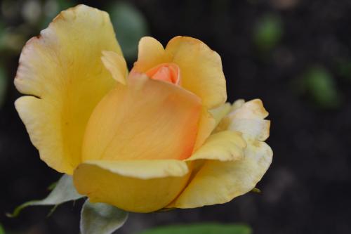 Le cartoscope du jeudi 17 mars 2016