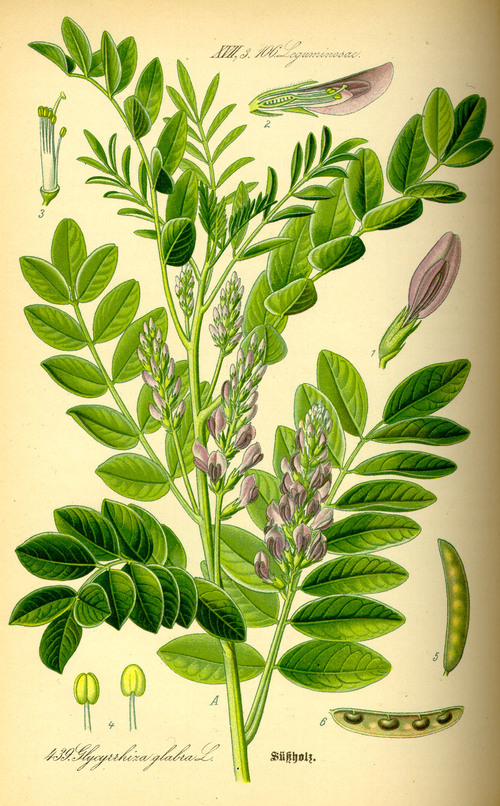 Réglisse Glycyrrhiza glabra Planche.jpg