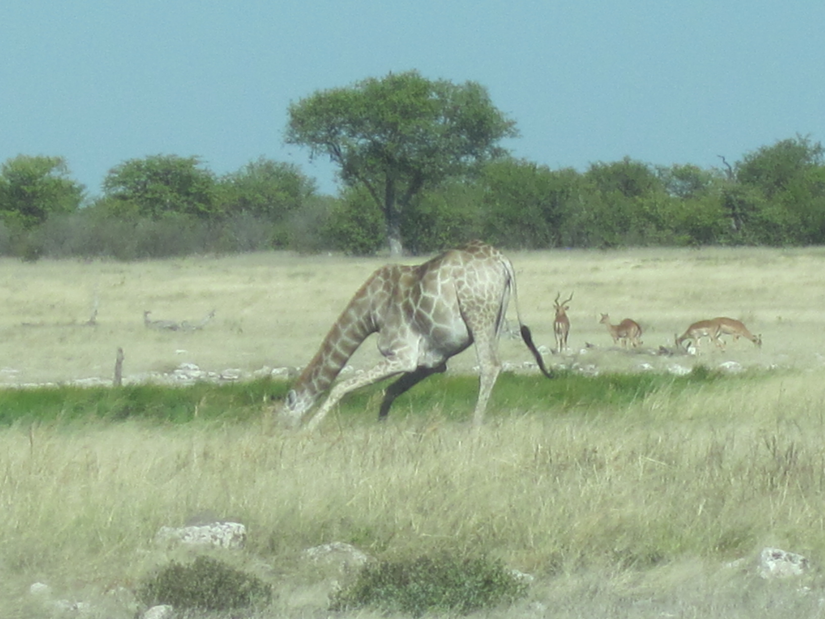Parc d'Etosha