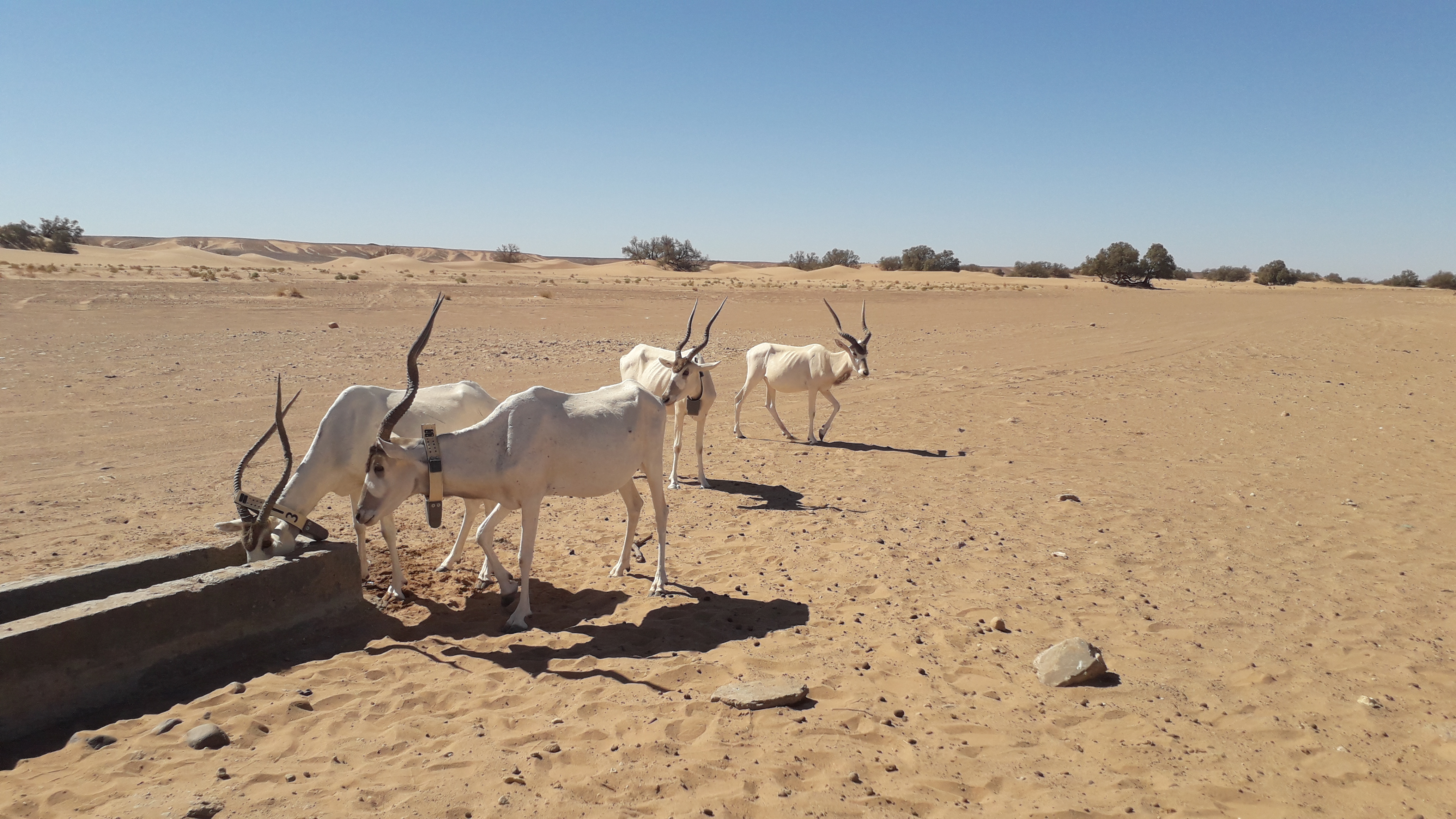 Well rencontre improbable avec des addax