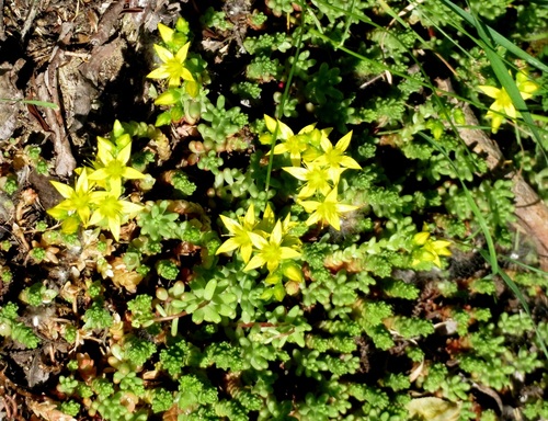 Les plantes sauvages le long de la Voie Bleue (ViaRhôna) 