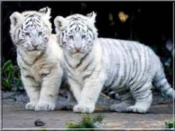 les plus beaux tigres blanc