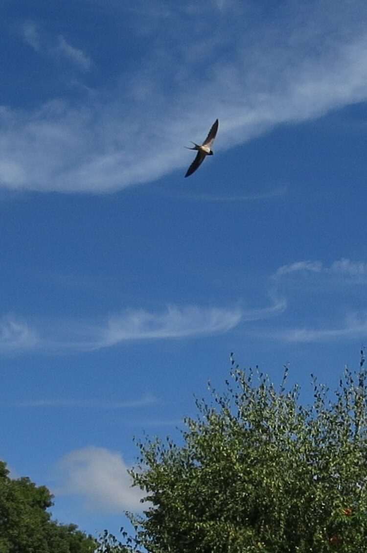 SPECTACLE   DANS  LE  CIEL   