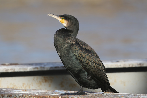 Les Cormorans du Pont d'Austerlitz