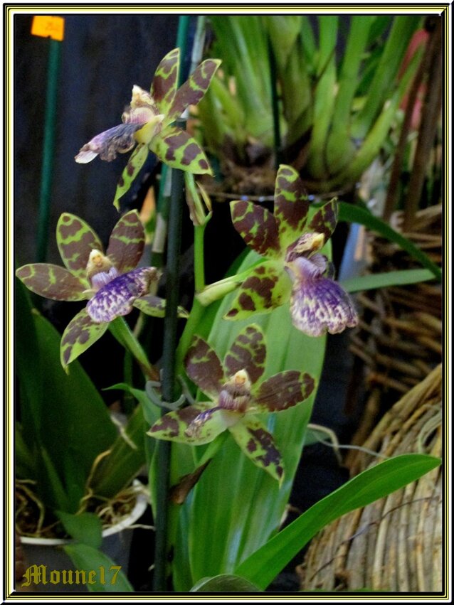 Exposition d'orchidées à Segonzac en charente