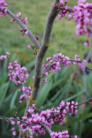 cercis canadensis 'Ruby Falls'