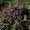 L'endémique Chardon des Pyrénées fausse-carline  (Carduus carlinoides)