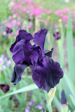 iris 'Noir velouté'