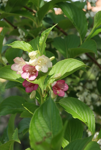 Mariage du weigelia ' Marjorie ' et du deutzia ' Pride of Rochester  '