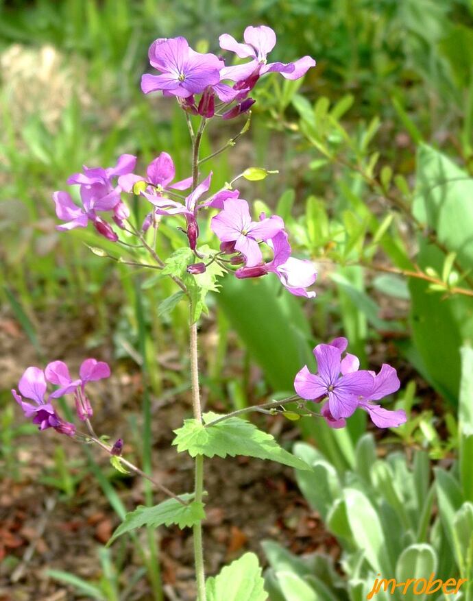 Avec le printemps, c'est toujours un spectacle dans le jardin