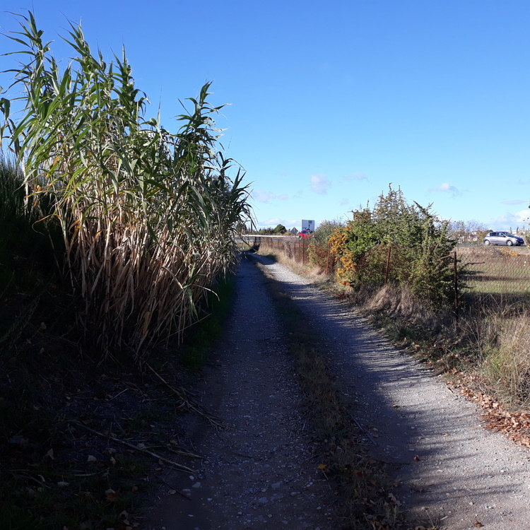 Dans les vignes...