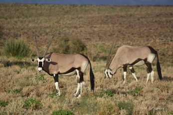 Namibie 2017