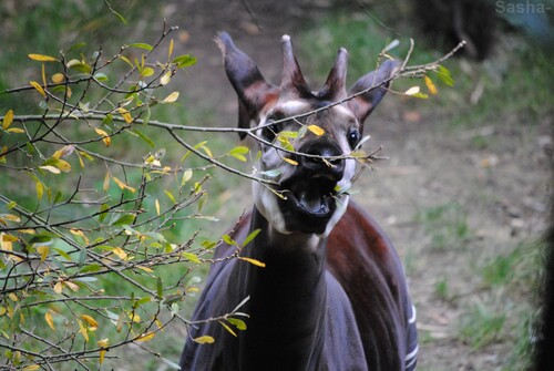 (8) L'okapi.