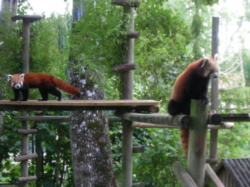 PARC ZOOLOGIQUE DE BEAUVAL EN SOLOGNE