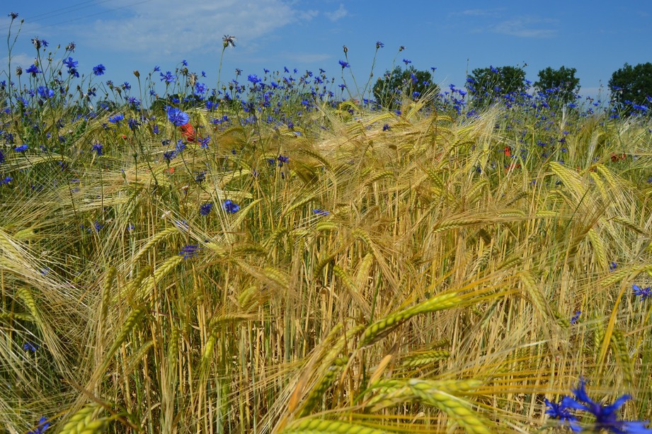 Paysages naturels aux alentours de Meung/Loire...