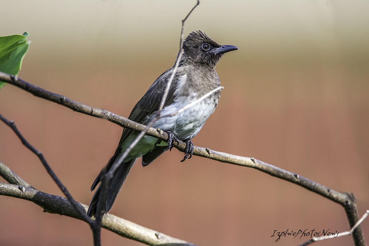 Essais avec un Tamron 150-600