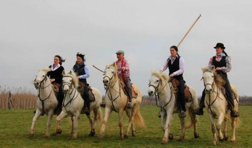 les chevaux camarguais