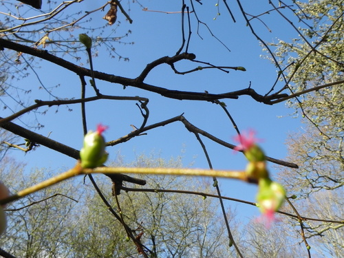  Les bourgeons