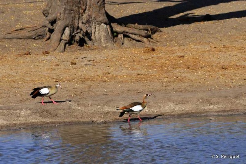 Egyptian geese fighting for pond and mate