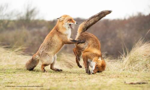 Photos animaux concours