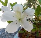 Identification par les fleurs !
