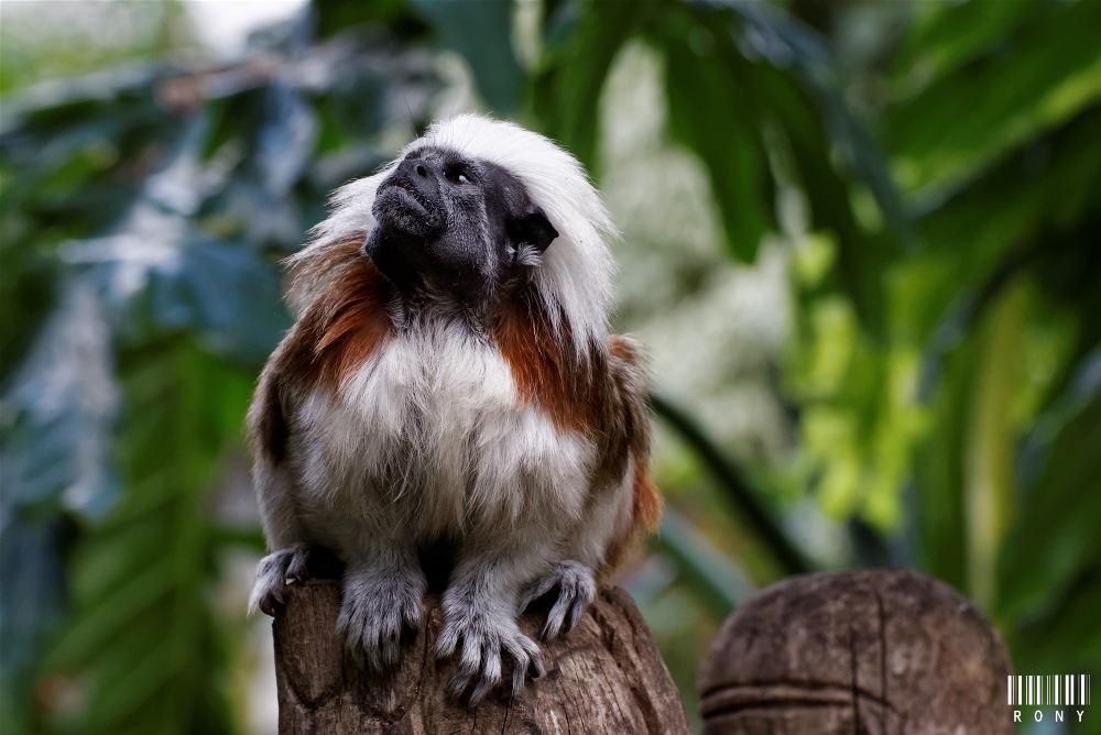 Tamarin : Pinché à crête blanche (Part.1)