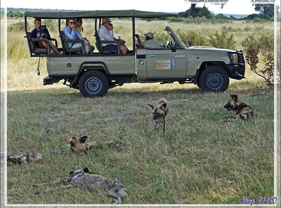 Lycaon, Chien sauvage d'Afrique, African wild dog (Lycaon pictus) - Safari terrestre - Parc National de Chobe - Botswana