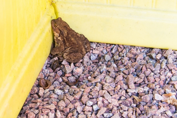 La petite maison dans la prairie